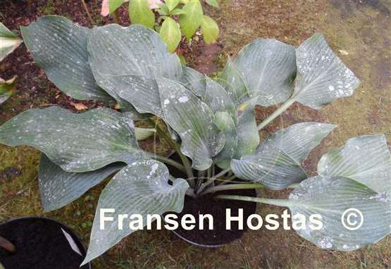 Hosta Sherborne Swan